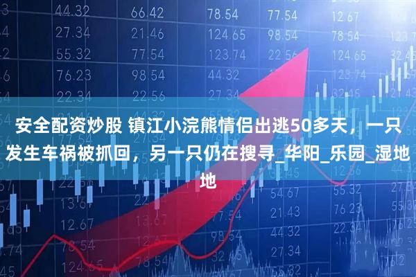 安全配资炒股 镇江小浣熊情侣出逃50多天，一只发生车祸被抓回，另一只仍在搜寻_华阳_乐园_湿地